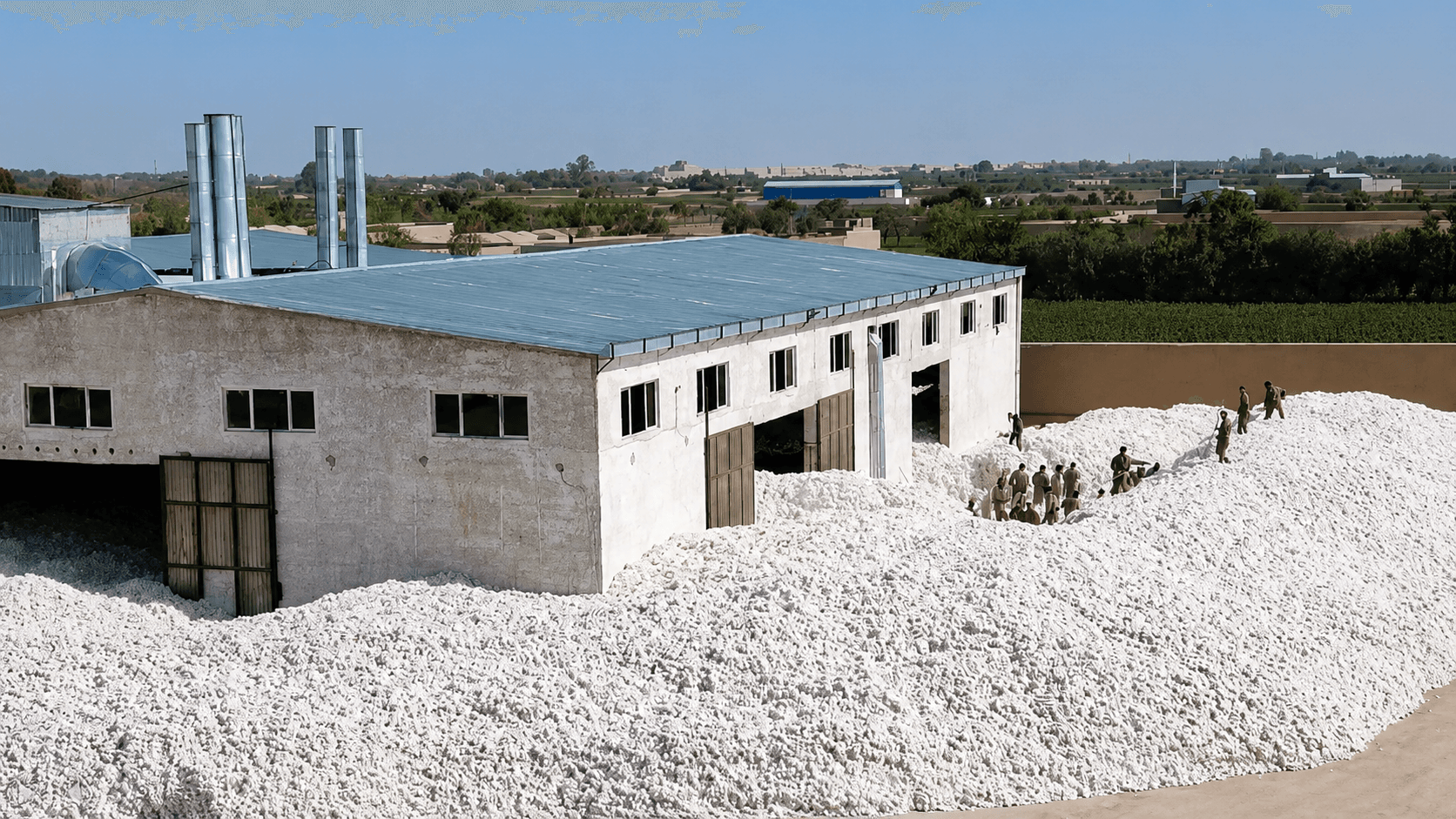 Premium Cotton Processing