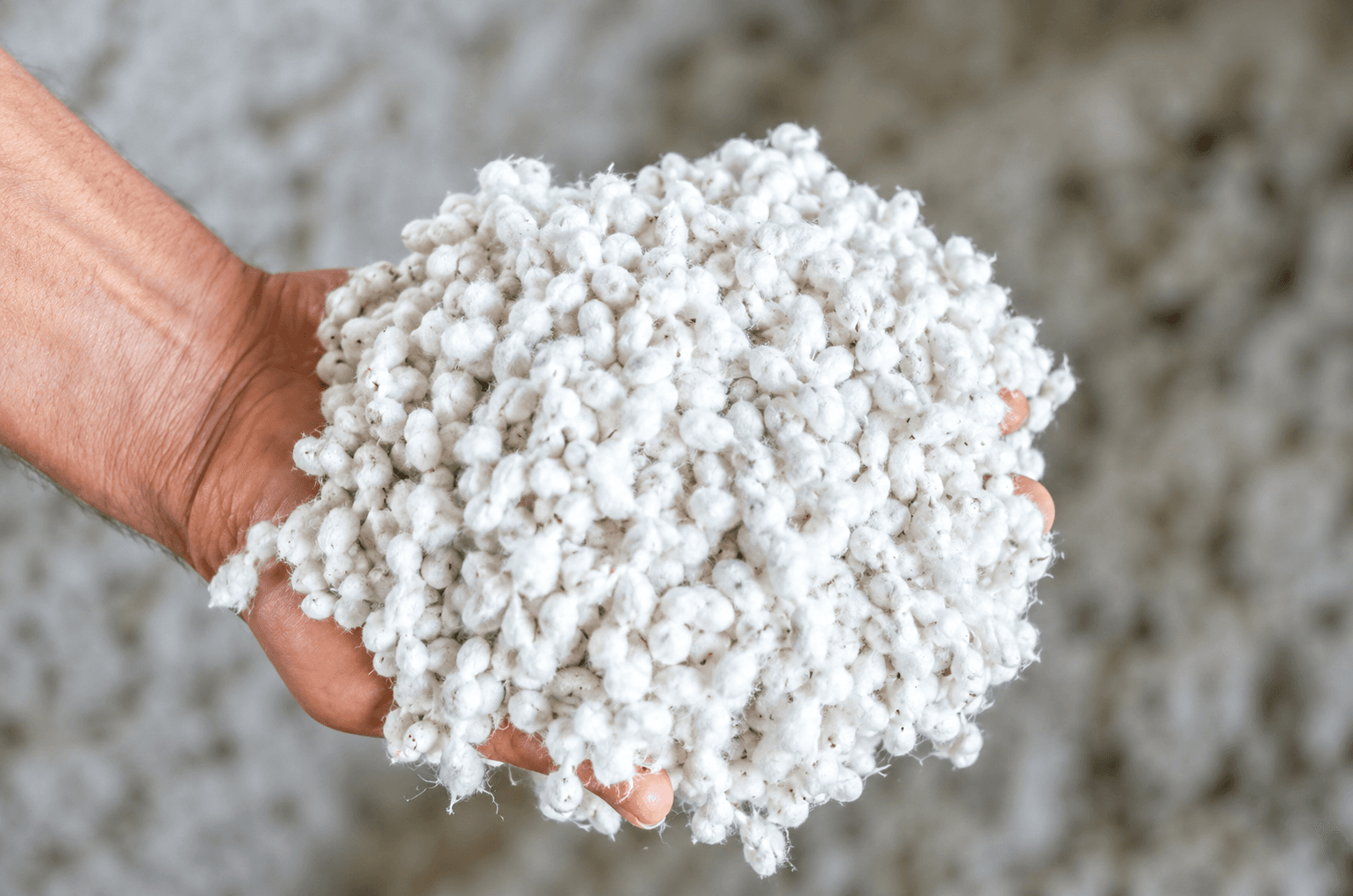 Cotton seed